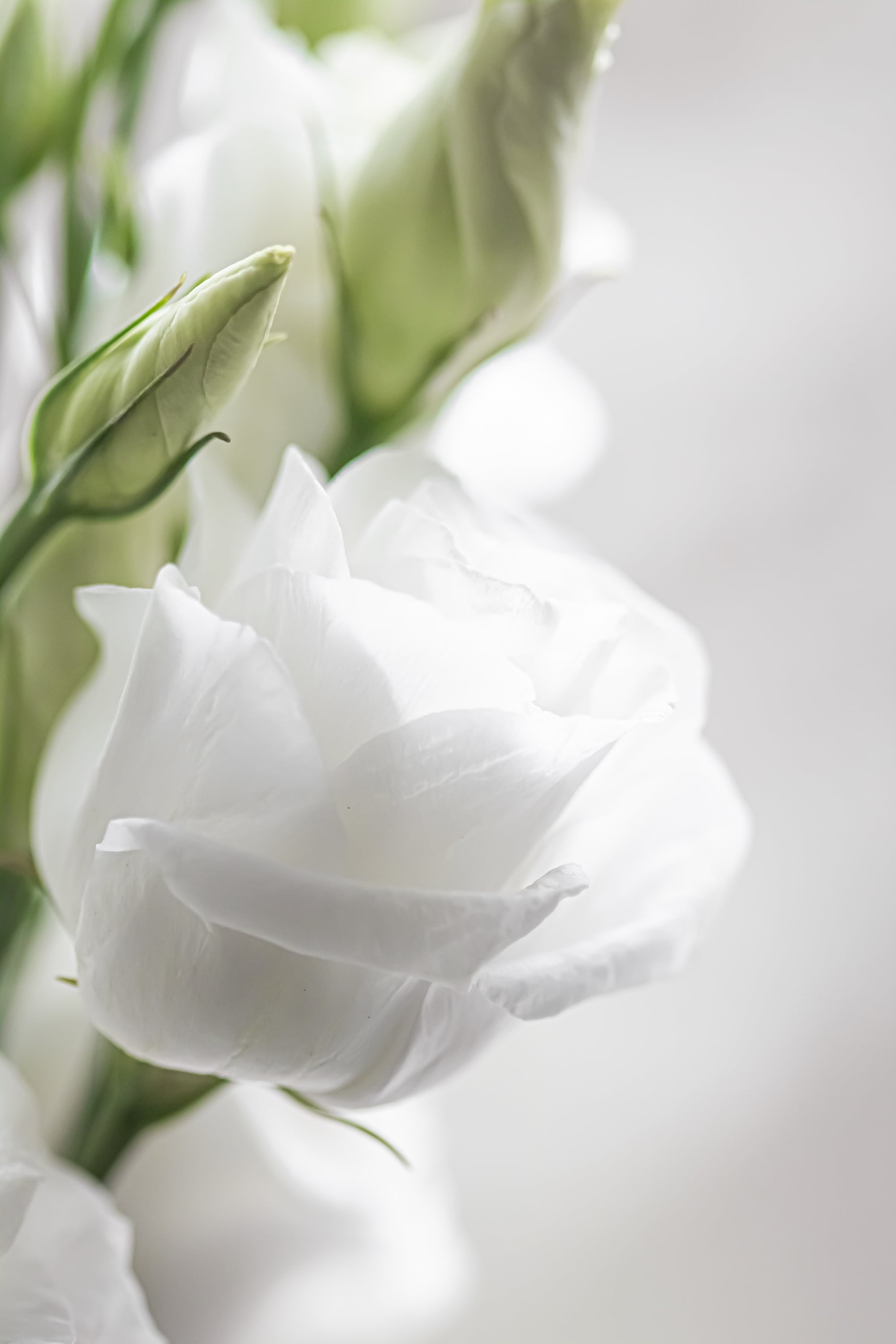 Floral Bouquet as Gift, Rose Flowers Arrangement at Flower Shop or Online Delivery, Romantic Present and Luxury Home Decor